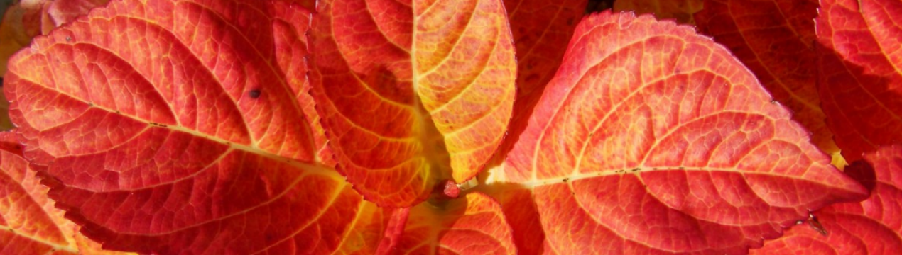 Почему у гортензии бледные листья — что делать