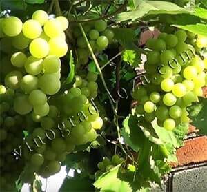 Виноград фрумоаса албэ: характеристика и описание сорта