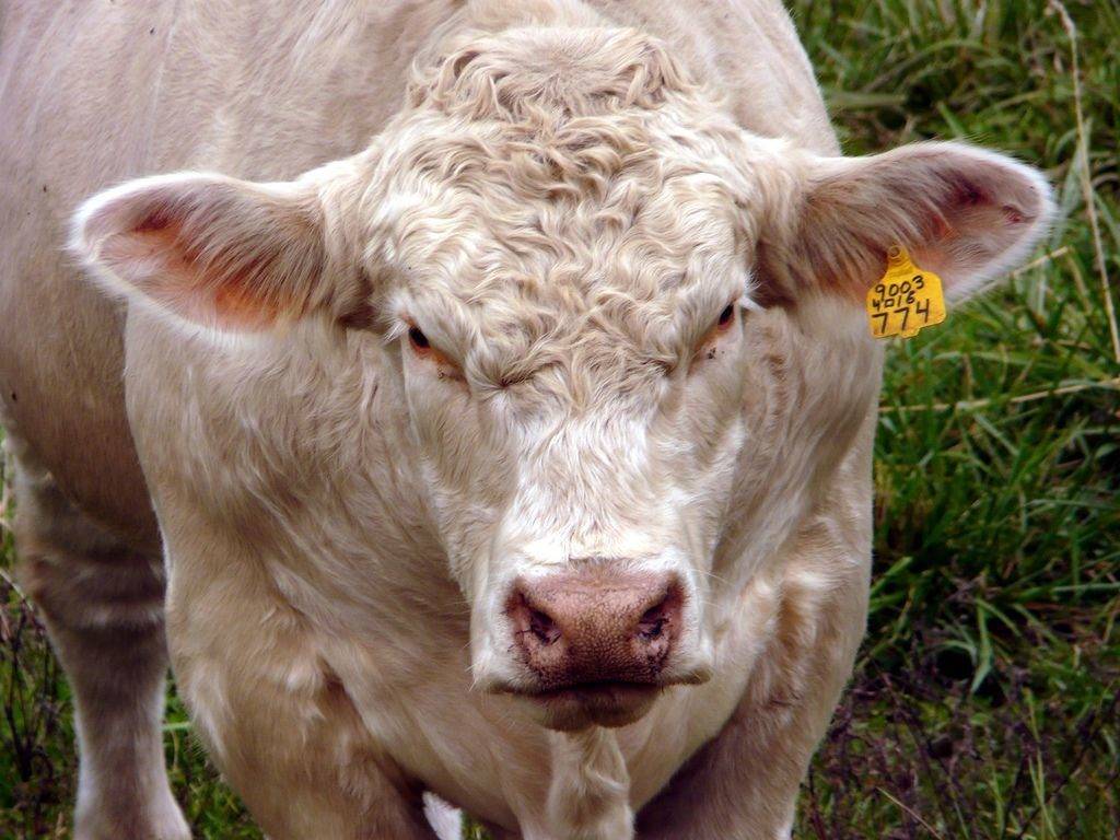 Шароле – мясная порода домашнего скота