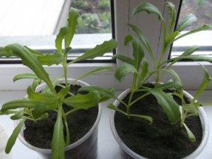 Диморфотека: выращивание из семян, посадка и уход в домашних условиях