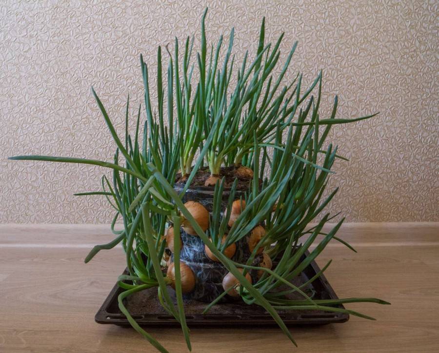 Свежий зеленый лук на вашем окне – как вырастить лук в домашних условиях