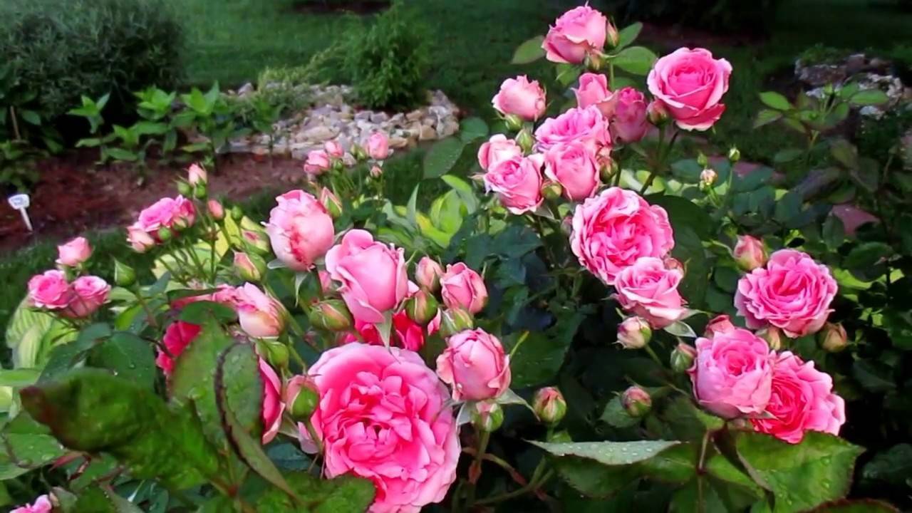 О розе kimono: описание и характеристики, выращивание сорта розы флорибунда