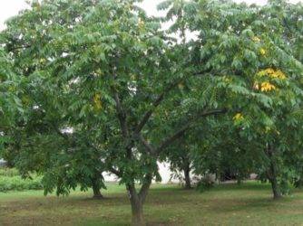 Выбор сорта и выращивание маньчжурского ореха в подмосковье