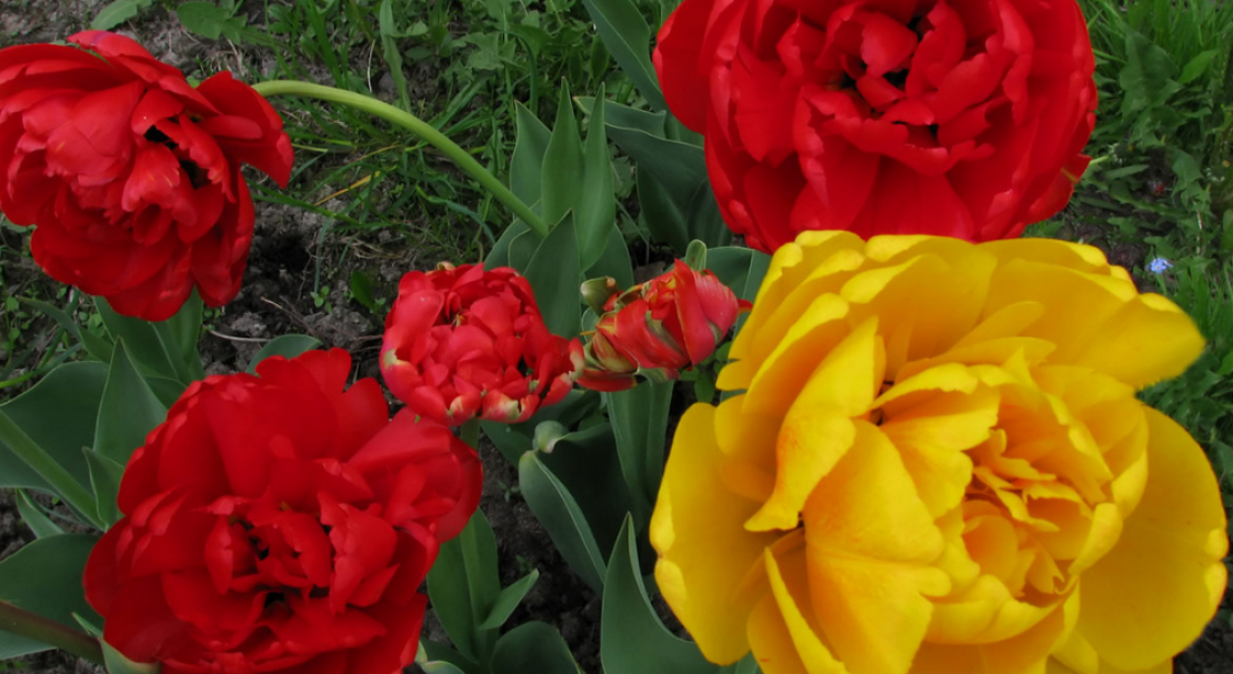 Тюльпаны: посадка и выращивание в саду, сорта, борьба с вредителями и болезнями