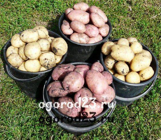 Описание сорта картофеля жуковский, отзывы, фото | весьогород.ру