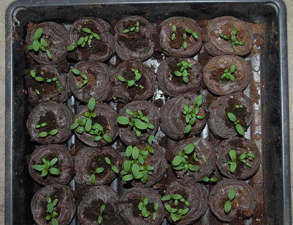 Цветы клеома: фото растения, выращивание из семян, посадка и уход