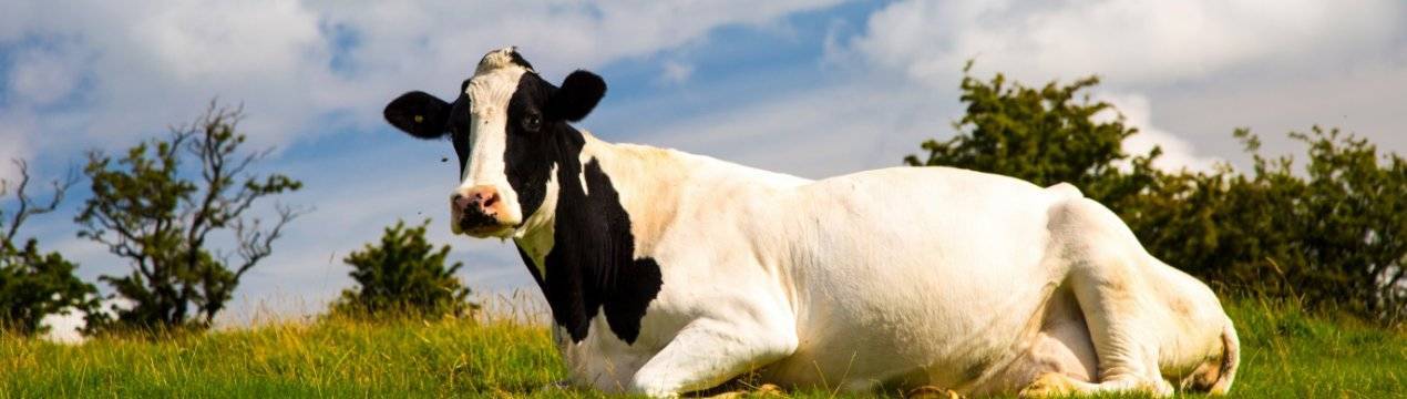 У коровы нарост на глазах типа бородавки: причины и лечение