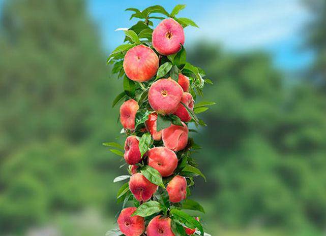 Колоновидные персики: описание лучших сортов с фото и названиями