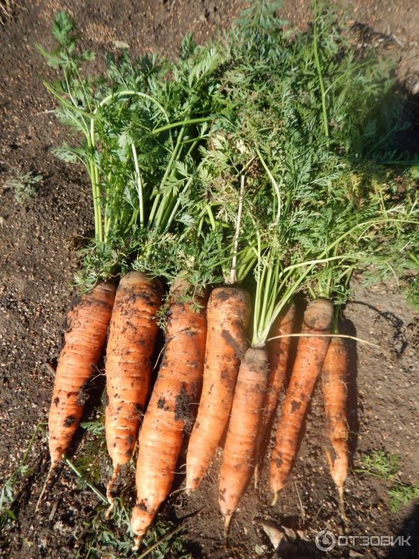 Морковь карамелька: описание сорта, отзывы, фото