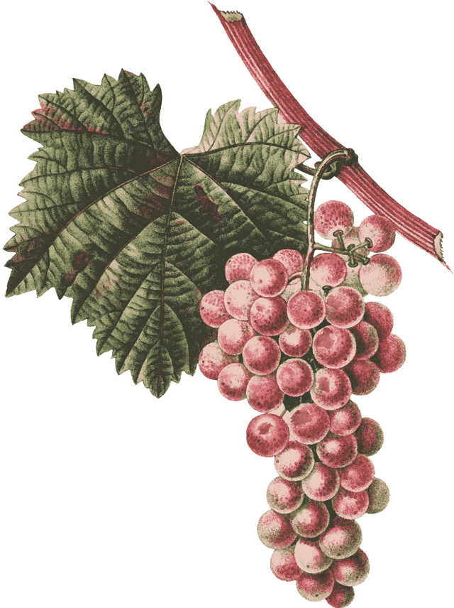 Виноград велес: описание сорта, фото, отзывы садоводов, видео
