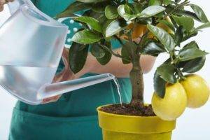 Чем подкормить лимон в домашних условиях? как удобрять лимонное дерево в горшке во время плодоношения, зимой, осенью и в другие сезоны?
