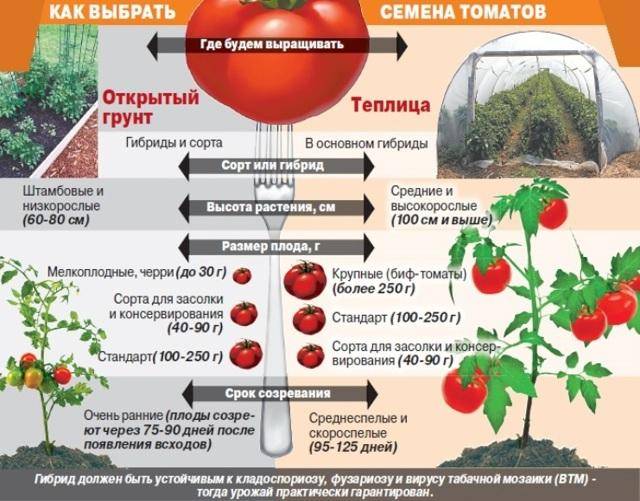 Пасынкуют ли низкорослые помидоры?
