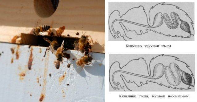Чем лечат пчел от паралича