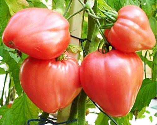 Томат "сахарный бизон": характеристика и описание сорта, советы по выращиванию и фото помидоров