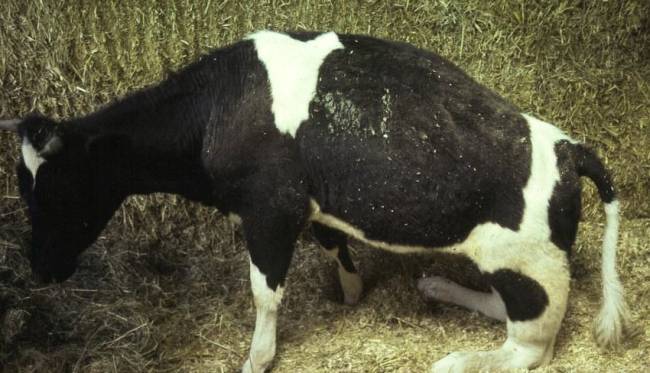 Болезни  скота | хроническая тимпания рубца