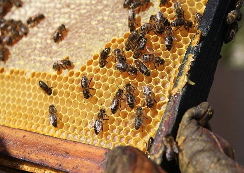 Продукты пчеловодства – свойства, польза, противопоказания