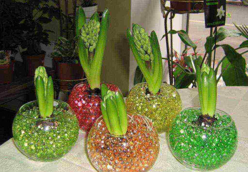 Как преждевременно вырастить тюльпаны: выгонка цветов в домашних условиях