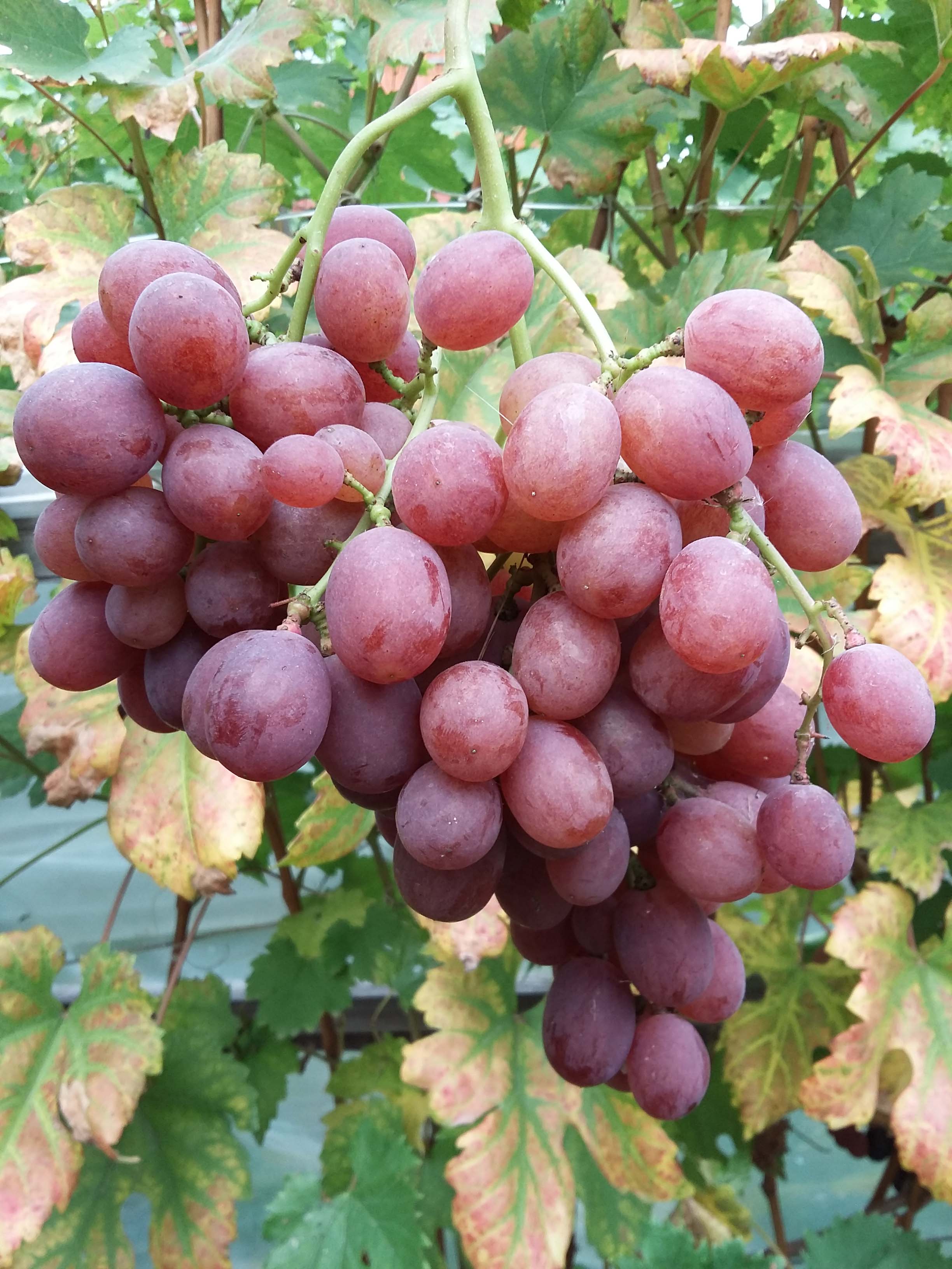 Виноградный сорт гурман ранний