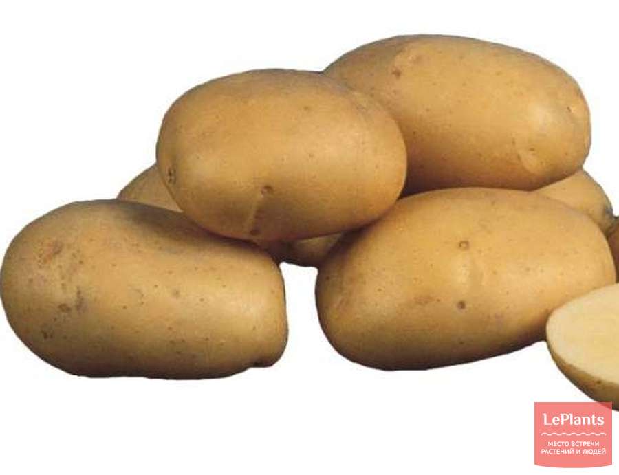 Картофель леди клер