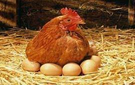 Куда подевались яйца и что делать, если не несутся куры?