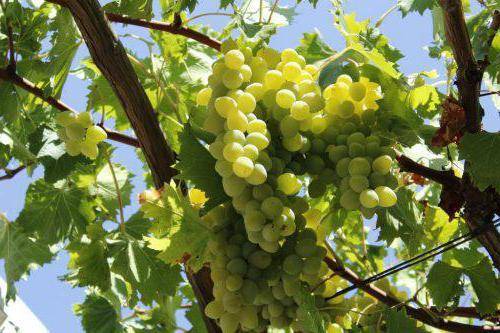 Детальное описание винограда валек