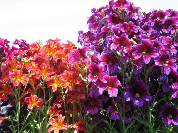 Роскошный садовый цветок сальпиглоссис: выращивание из семян, когда сажать на рассаду и в открытый грунт, как ухаживать за растением