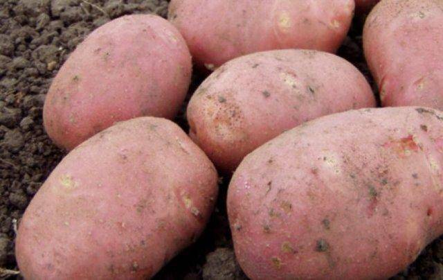 Отличительные характеристики и описание сорта картофеля уладар. особенности его выращивания