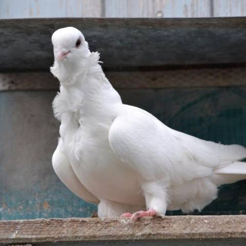 Сколько живут голуби: в городе, на улице, в домашних условиях