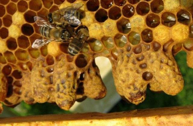 Вывод пчелиных маток: правила, способы, сроки