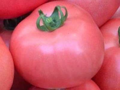 Императорский сорт помидора — «микадо розовый»: описание томата с фотографиями