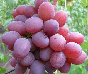 Столовый виноград водограй