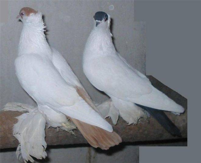 Немецкая порода голубей крестовые монахи