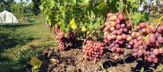 Виноград ромбик: описание сорта, фото и отзывы садоводов