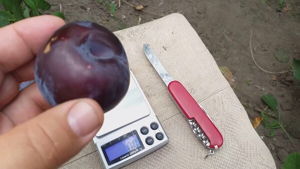 Секреты успешного выращивания яблони «башкирская красавица»