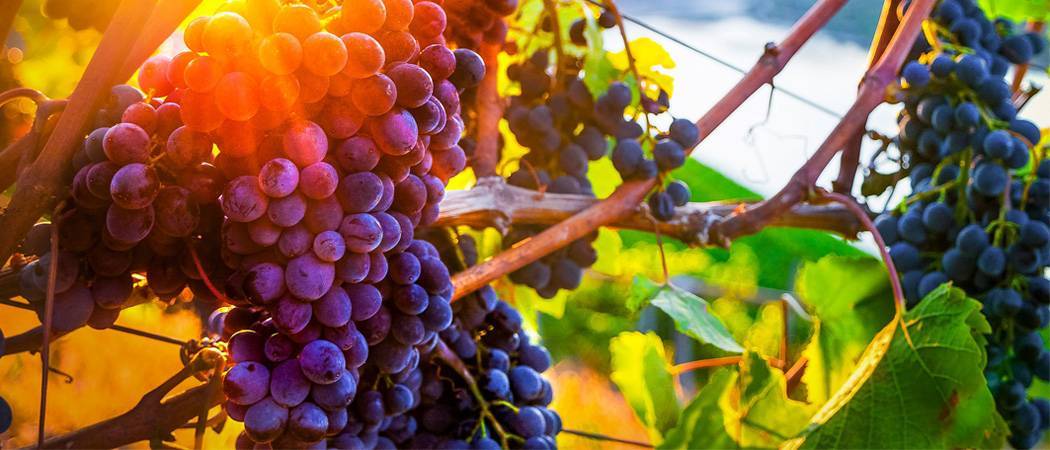 Виноград на урале — посадка, выращивание, осенняя обрезка, укрытие на зиму, обработка летом + видео