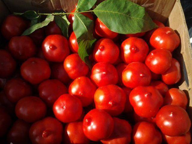 Один из лучших сортов — томат шансон f1: описание и характеристики, отзывы об урожайности