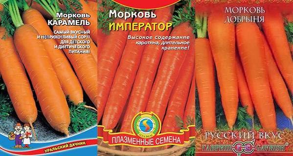 Сорт моркови император