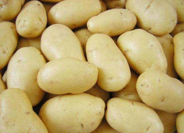 Картофель мадейра: характеристика и описание сорта