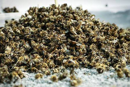 Эффективные рецепты для лечения аденомы простаты пчелиным подмором