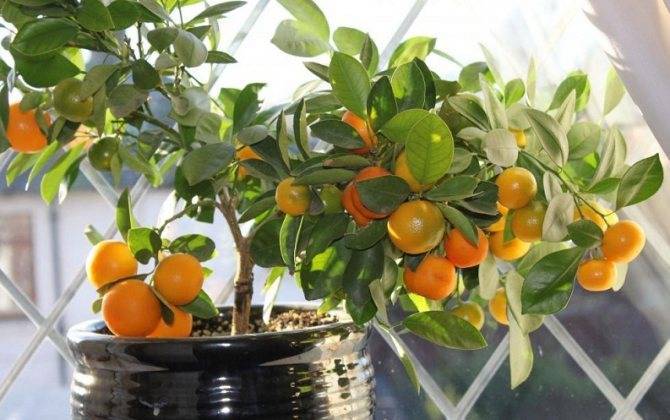 Методы размножения лимонного дерева