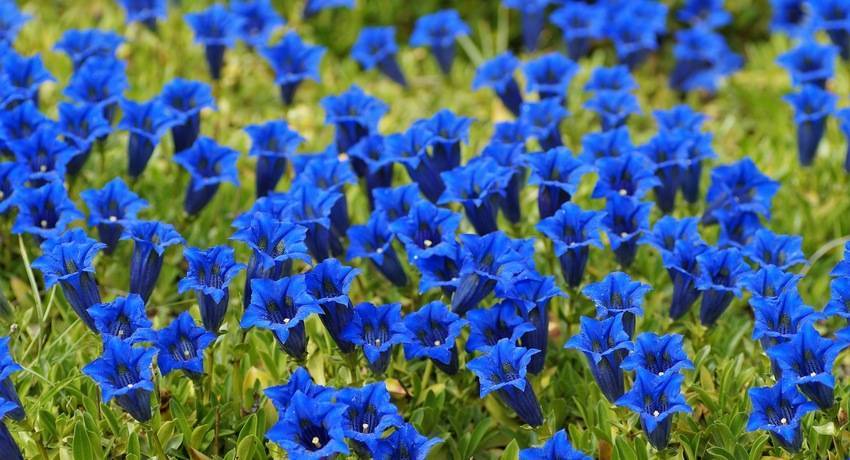 Выращивание горечавки или как создать синее цветочное море под вашими окнами