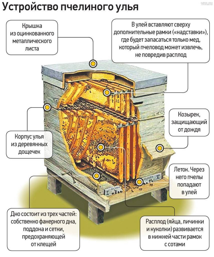 Устройство пчелиного улья схема