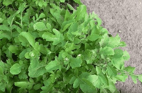 Выращивание рукколы из семян на подоконнике: уход и подкормка