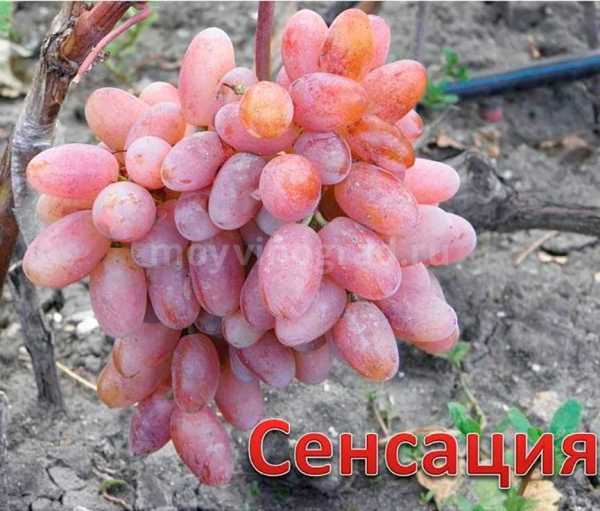 Виноград сенсация: описание сорта, выращивание