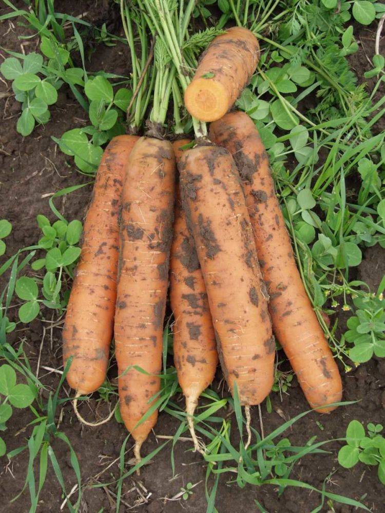 Морковь бейби f1