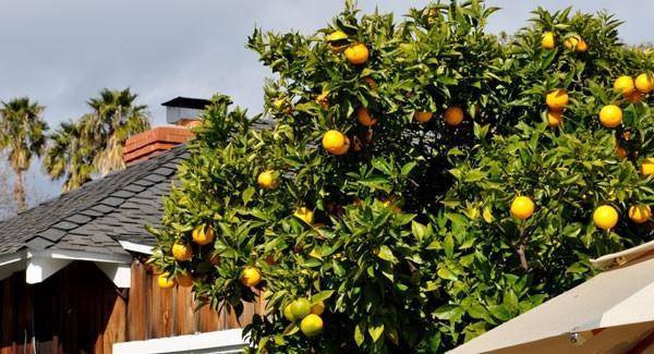 Комнатный лимон: описание и уход в домашних условиях