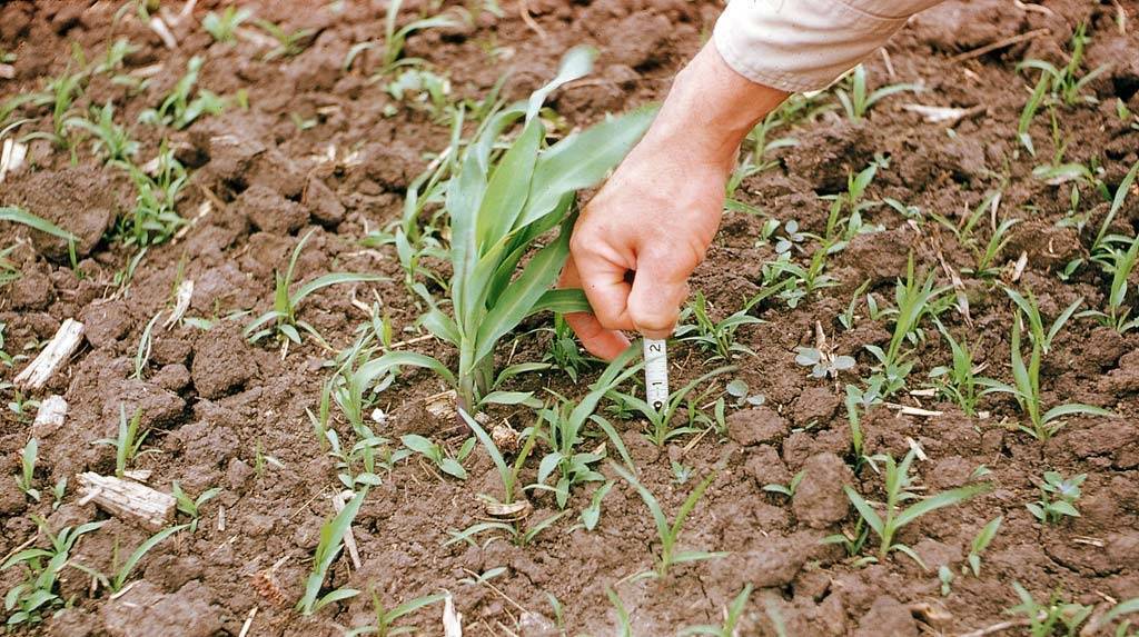 Использование гербицидов для выращивания кукурузы (выбор и применение)