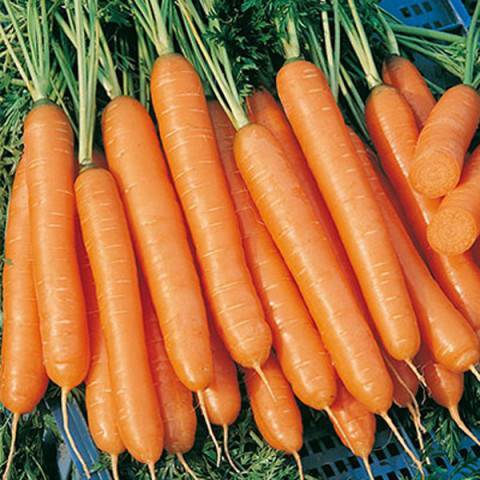 Морковь чемпион: описание и характеристика сорта, основные особенности, преимущества, недостатки, правила выращивания, урожайность, похожие виды