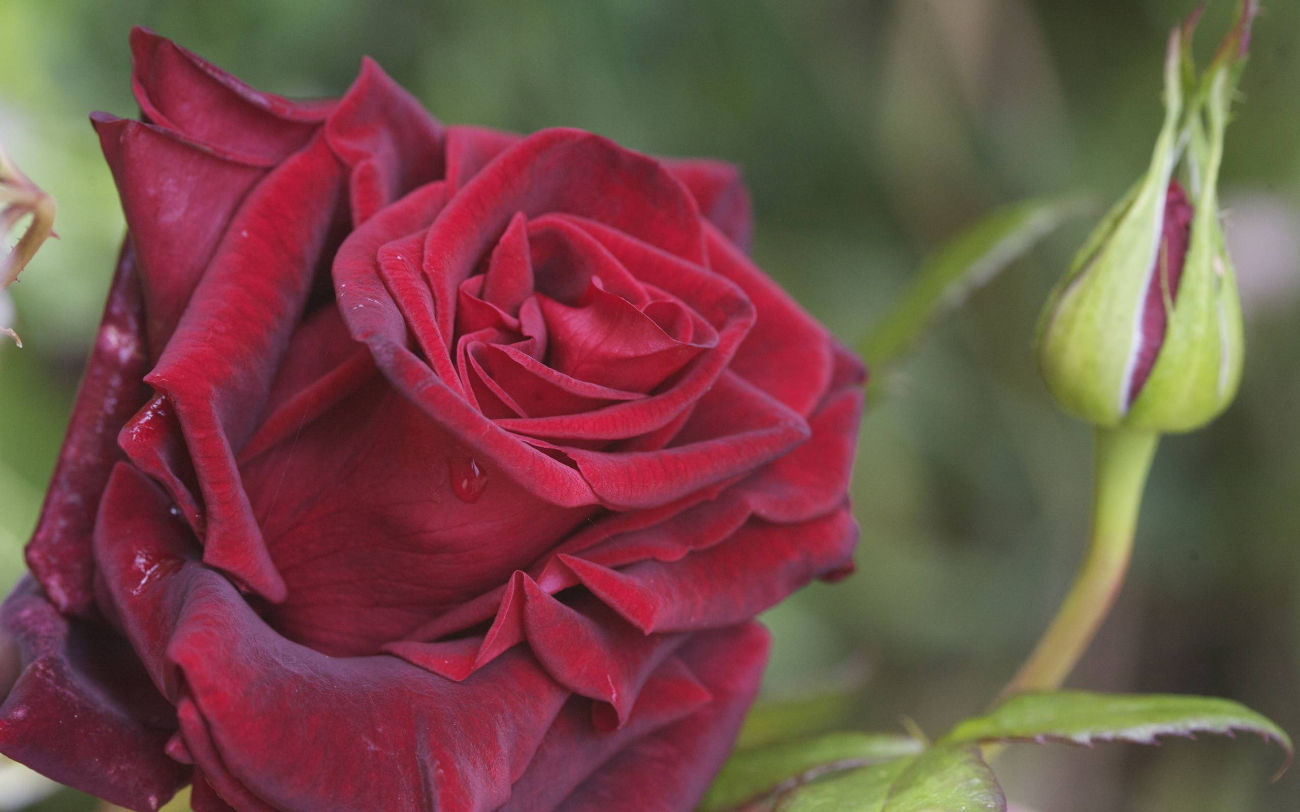 Роза перерождается в шиповник: причины, первые признаки, что делать, как предотвратить, технология ухода за розами, правила подкормки
