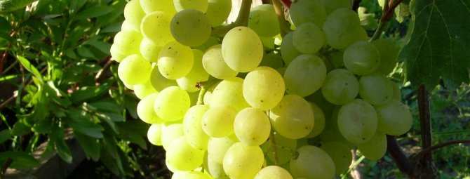 Виноград тукай: описание и характеристики сорта, преимущества и недостатки, выращивание